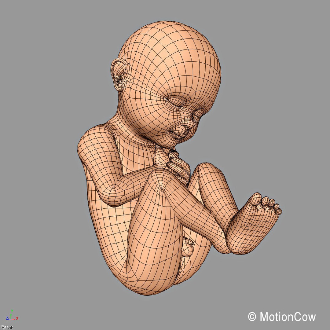 Human Fetus 3D Model – Detailed Rigged Anatomy for Education - View 18