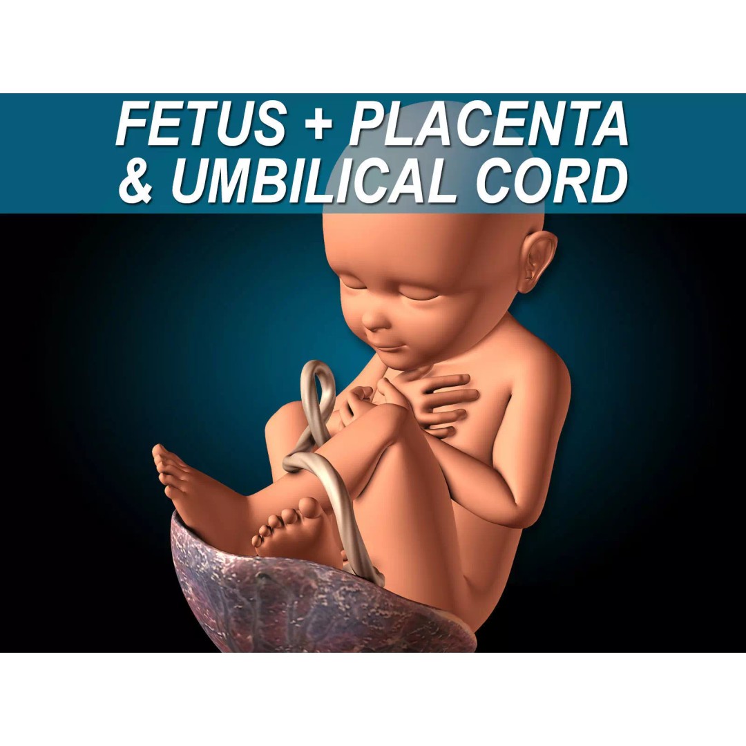 Human Fetus 3D Model – Detailed Rigged Anatomy for Education - View 2