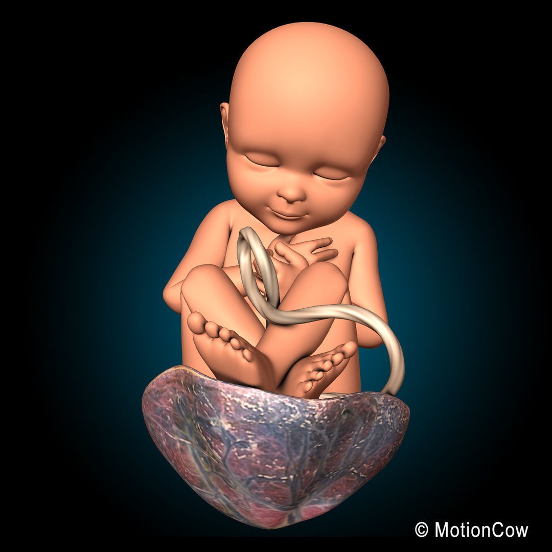 Human Fetus 3D Model – Detailed Rigged Anatomy for Education - View 4