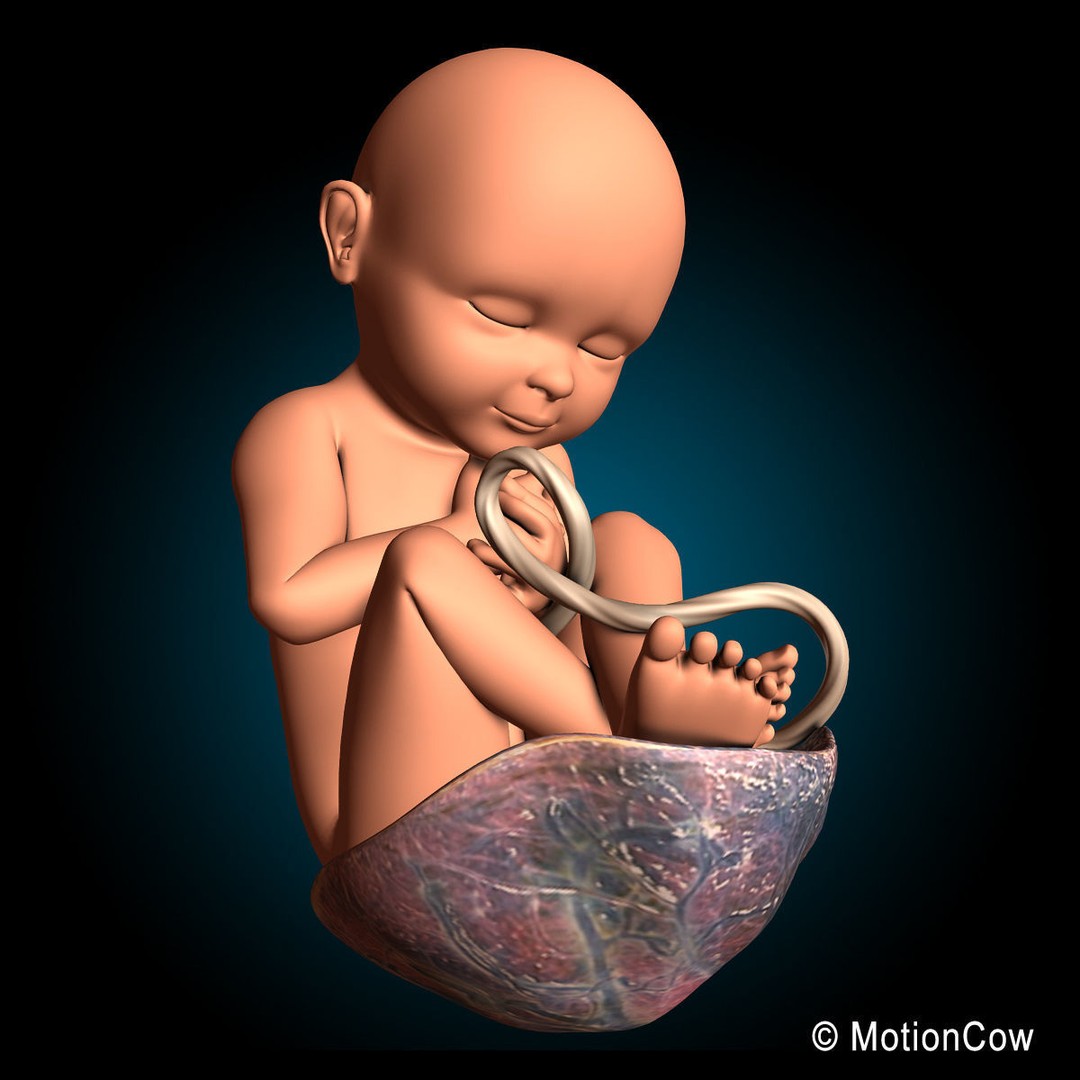 Human Fetus 3D Model – Detailed Rigged Anatomy for Education - View 5