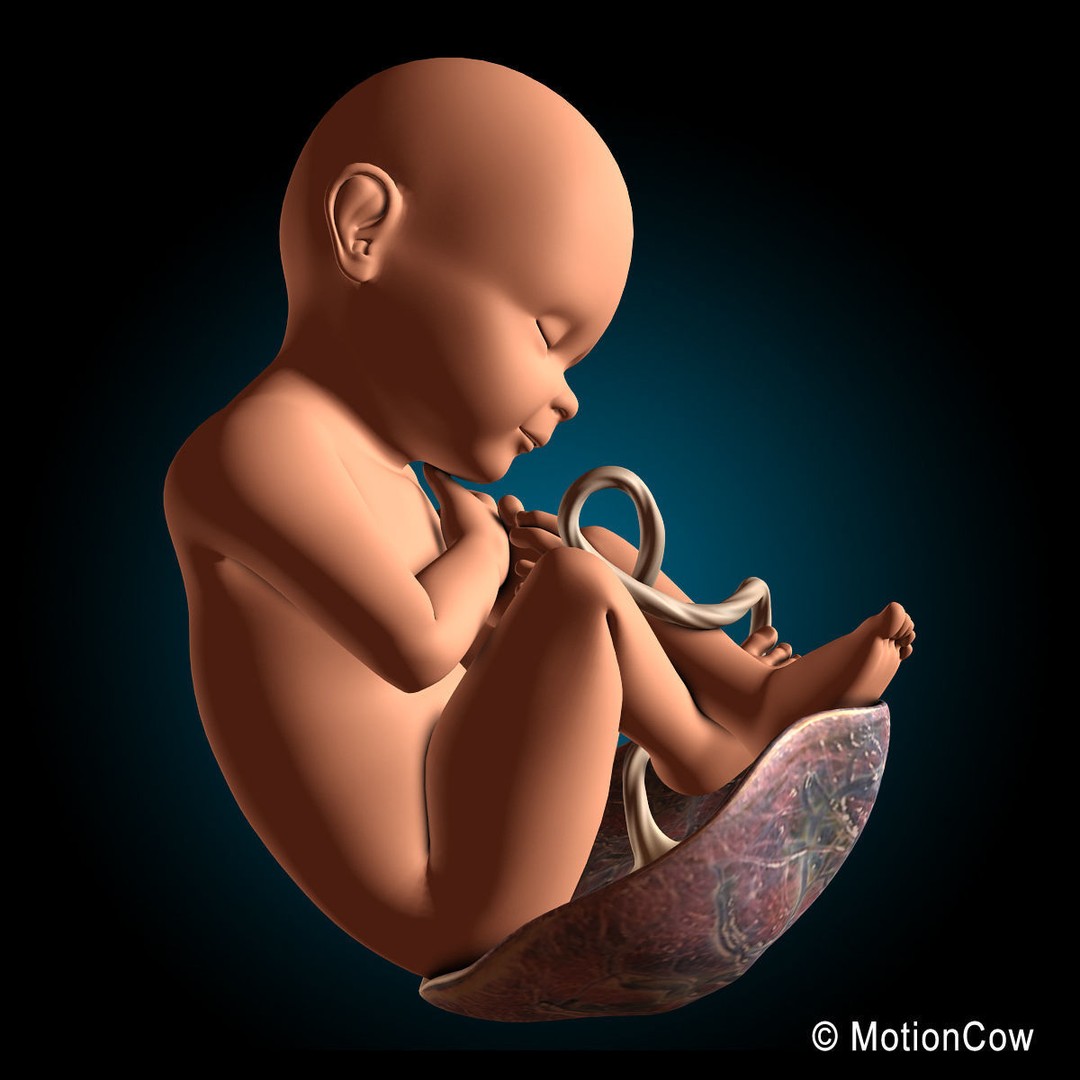 Human Fetus 3D Model – Detailed Rigged Anatomy for Education - View 6