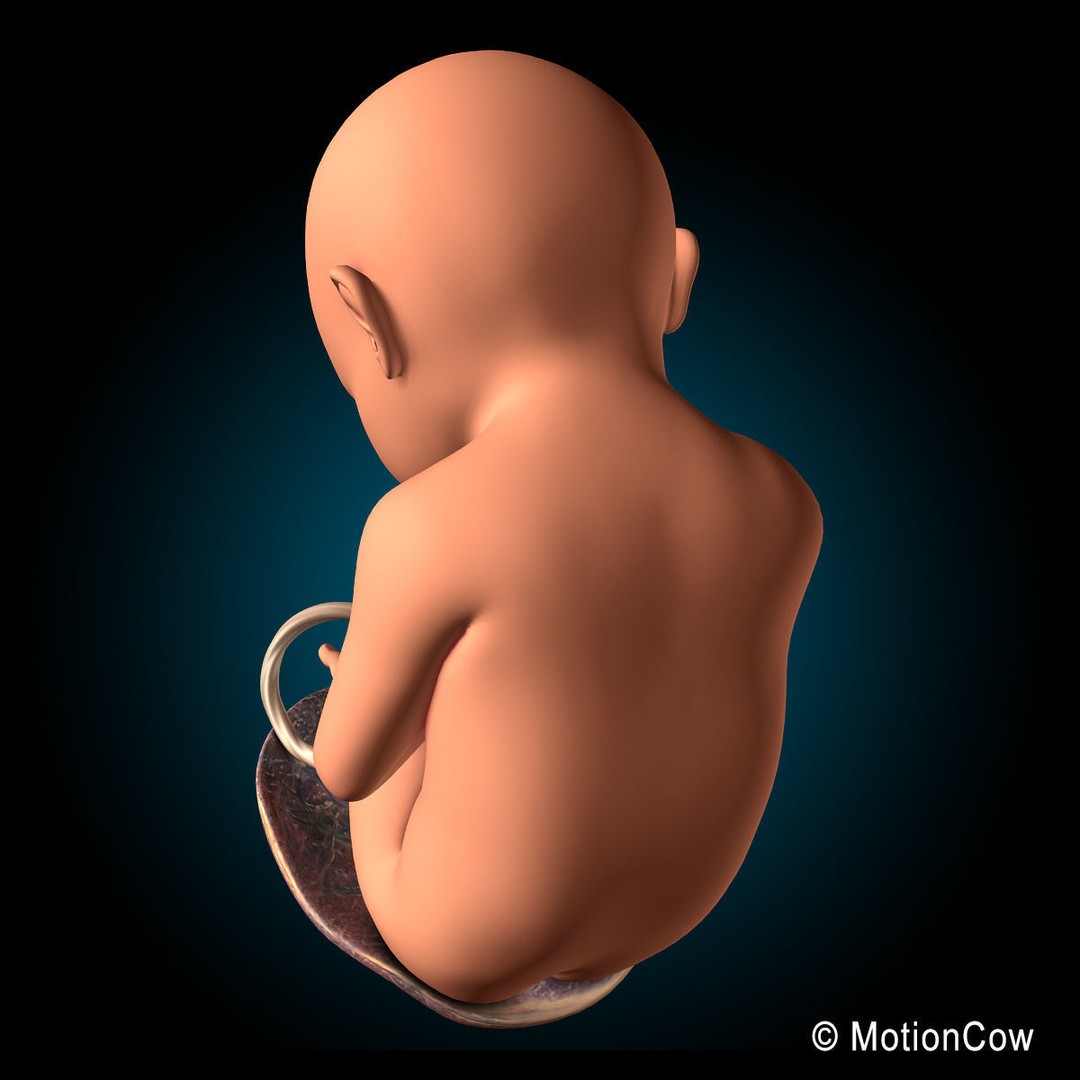 Human Fetus 3D Model – Detailed Rigged Anatomy for Education - View 8