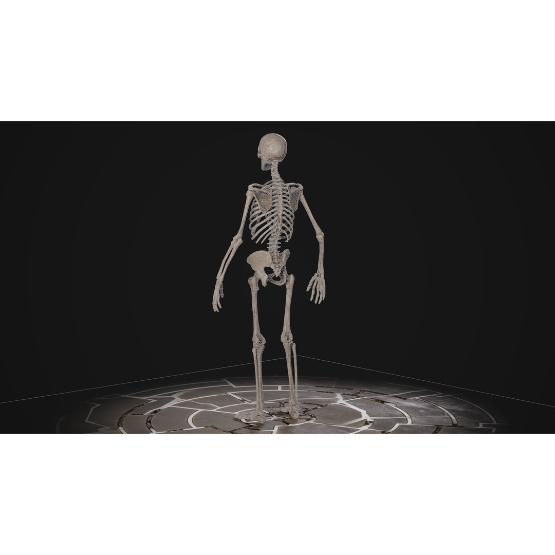 Human Male Skeleton 3D Model – Low Poly Game Asset, PBR Textures, FBX