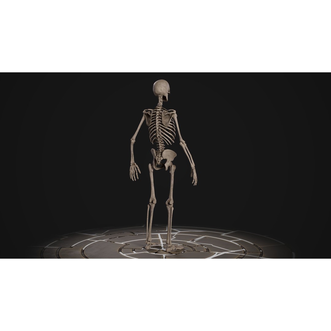 Human Male Skeleton 3D Model – Low Poly Game Asset, PBR Textures, FBX - View 10