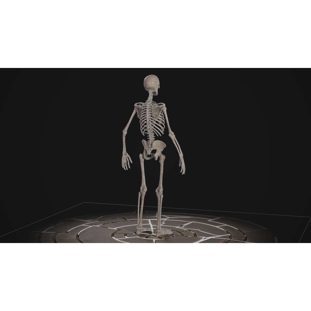 Human Male Skeleton 3D Model – Low Poly Game Asset, PBR Textures, FBX - View 11