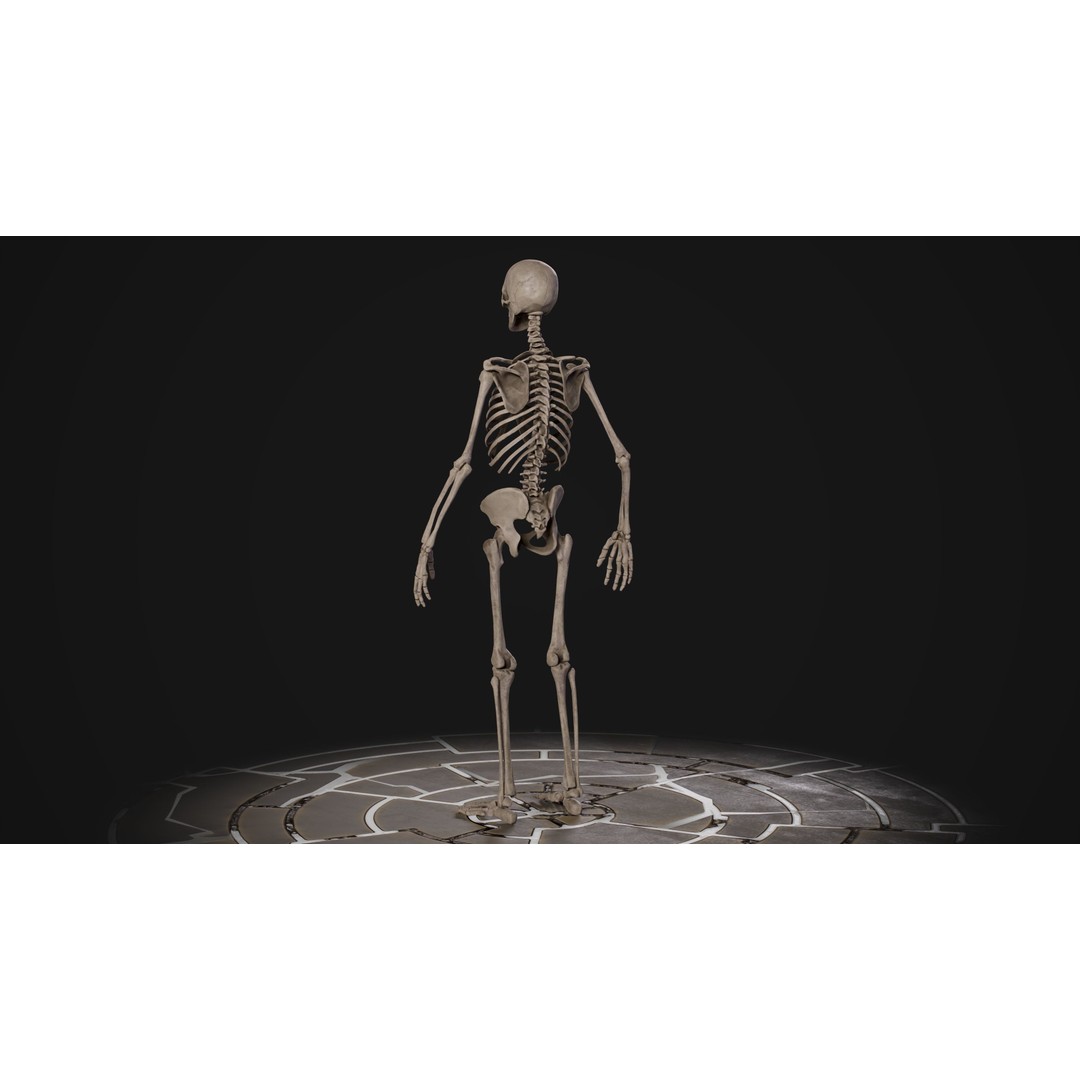 Human Male Skeleton 3D Model – Low Poly Game Asset, PBR Textures, FBX - View 12