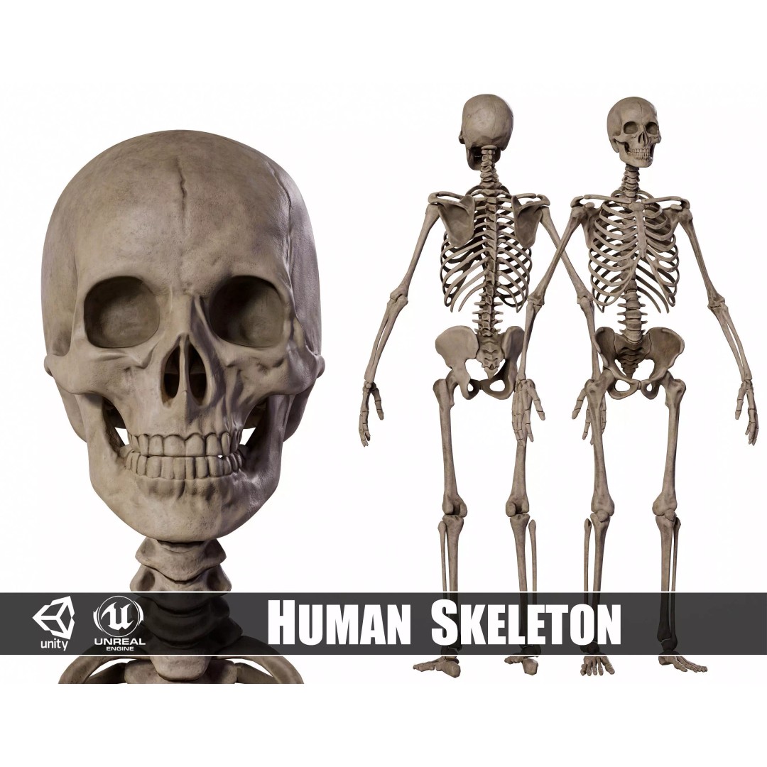 Human Male Skeleton 3D Model – Low Poly Game Asset, PBR Textures, FBX - View 2