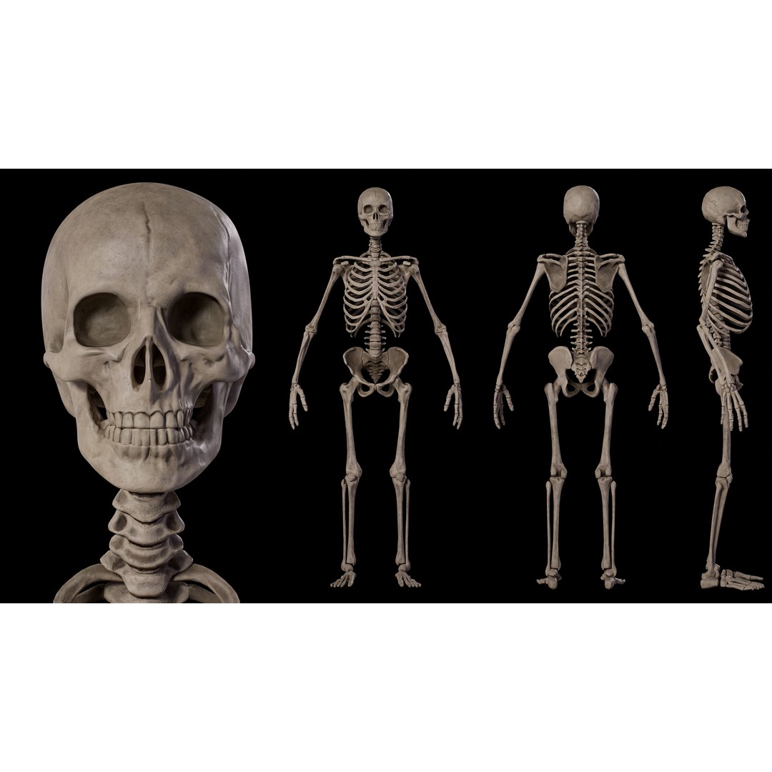 Human Male Skeleton 3D Model – Low Poly Game Asset, PBR Textures, FBX - View 3