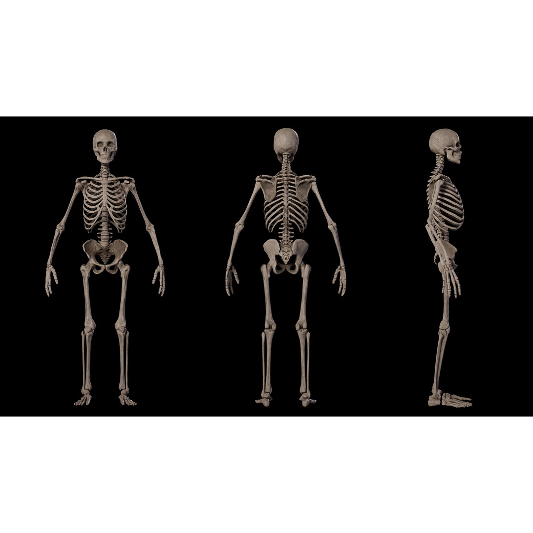Human Male Skeleton 3D Model – Low Poly Game Asset, PBR Textures, FBX - View 4