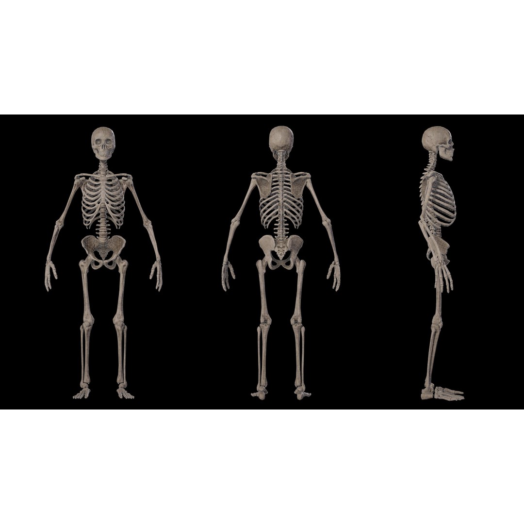 Human Male Skeleton 3D Model – Low Poly Game Asset, PBR Textures, FBX - View 5