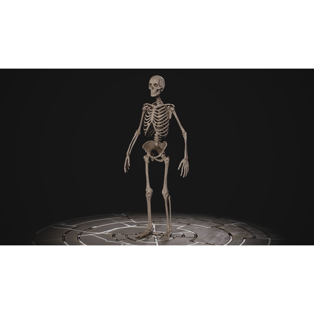 Human Male Skeleton 3D Model – Low Poly Game Asset, PBR Textures, FBX - View 6