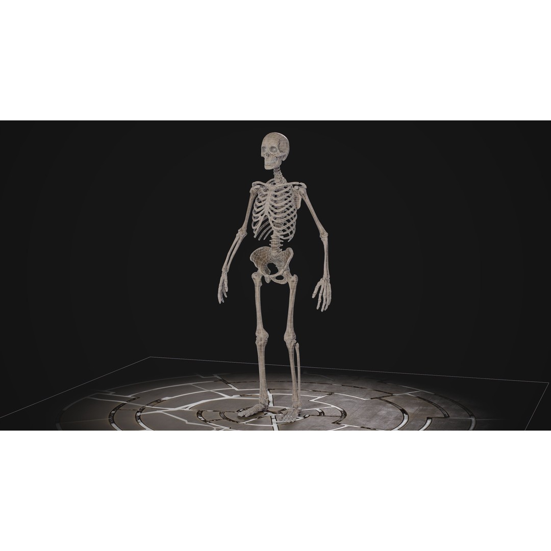 Human Male Skeleton 3D Model – Low Poly Game Asset, PBR Textures, FBX - View 7