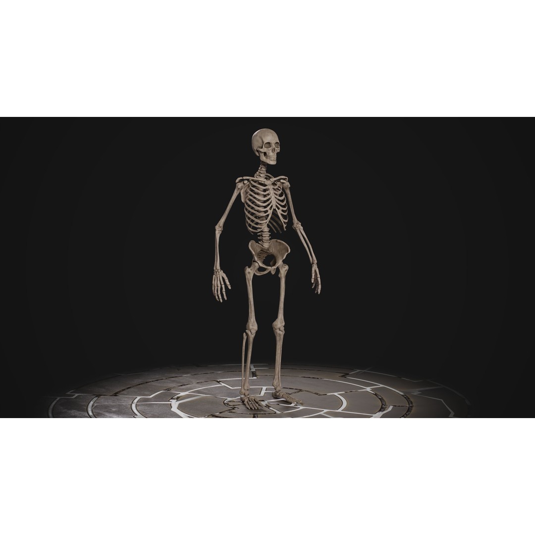 Human Male Skeleton 3D Model – Low Poly Game Asset, PBR Textures, FBX - View 8
