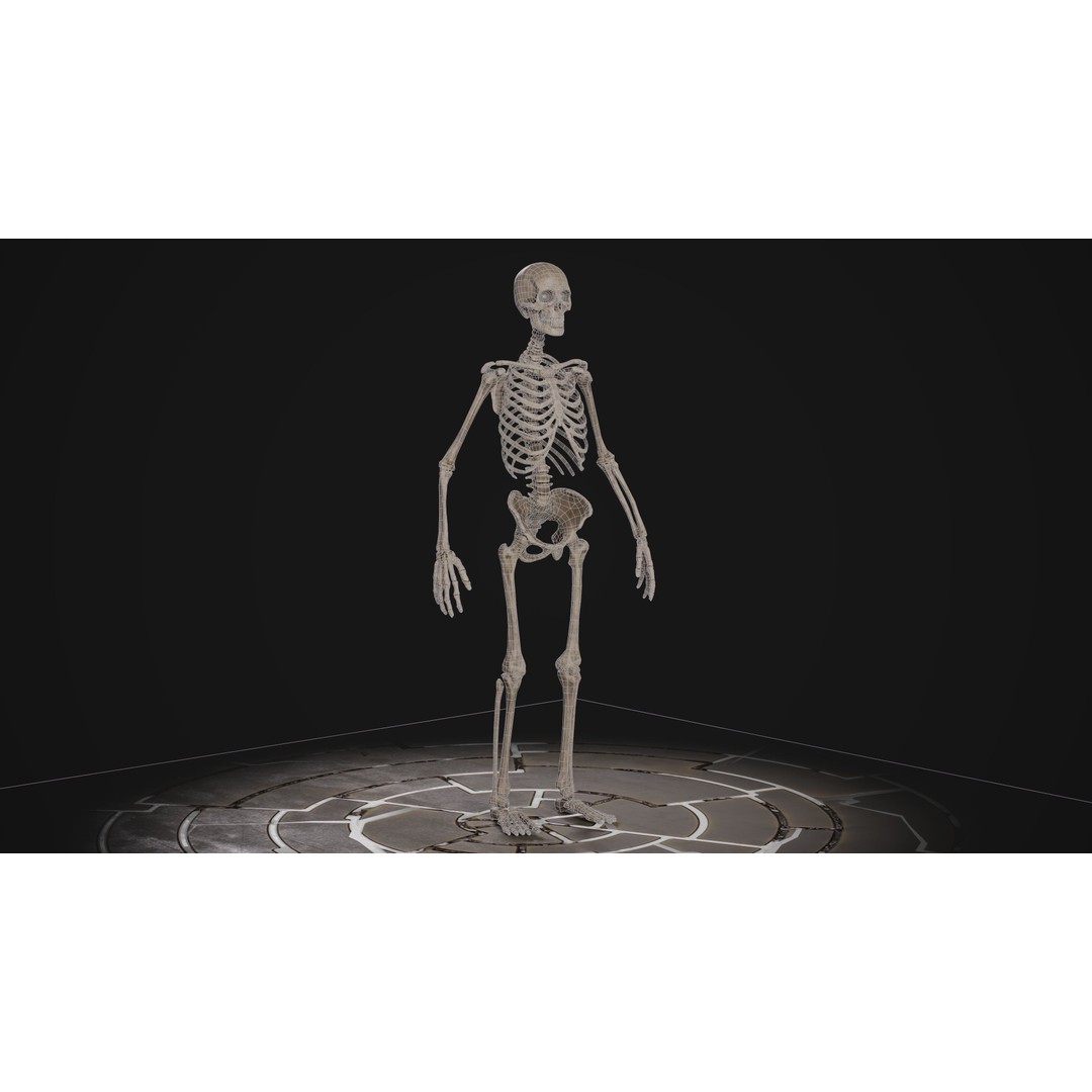 Human Male Skeleton 3D Model – Low Poly Game Asset, PBR Textures, FBX - View 9