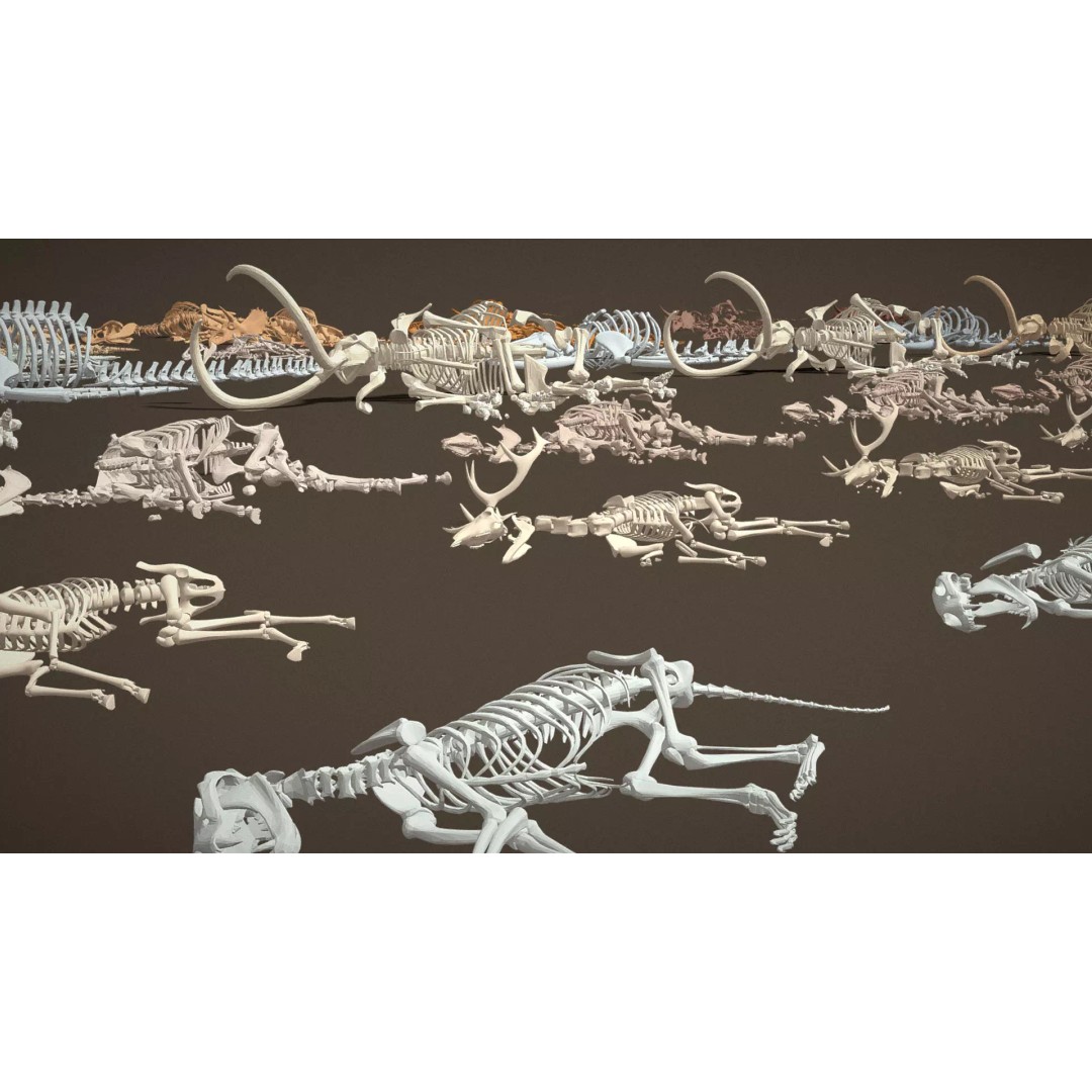 Skeleton Props 3D Model – Low Poly Collection with PBR Textures - View 12