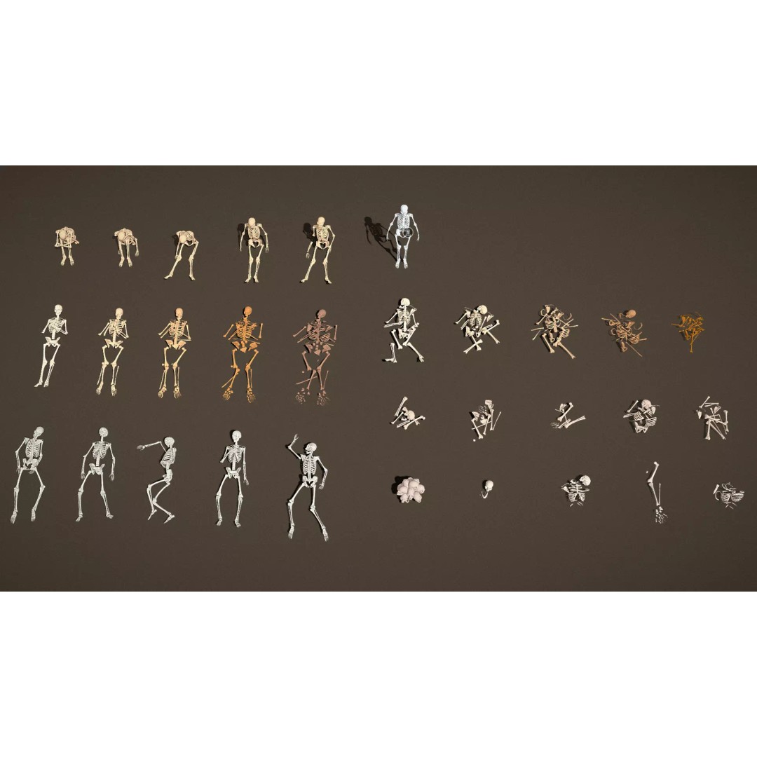 Skeleton Props 3D Model – Low Poly Collection with PBR Textures - View 19
