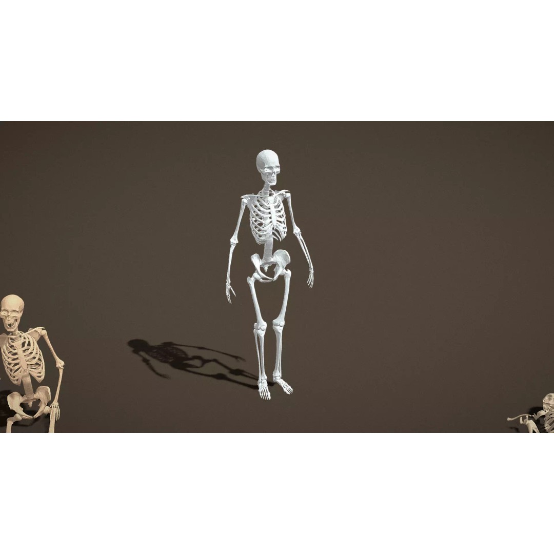 Skeleton Props 3D Model – Low Poly Collection with PBR Textures - View 22