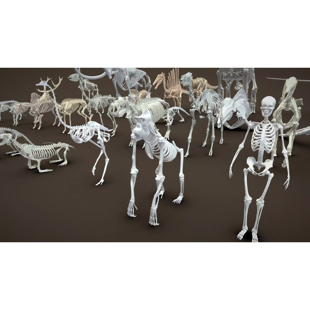Skeleton Props 3D Model – Low Poly Collection with PBR Textures - View 36