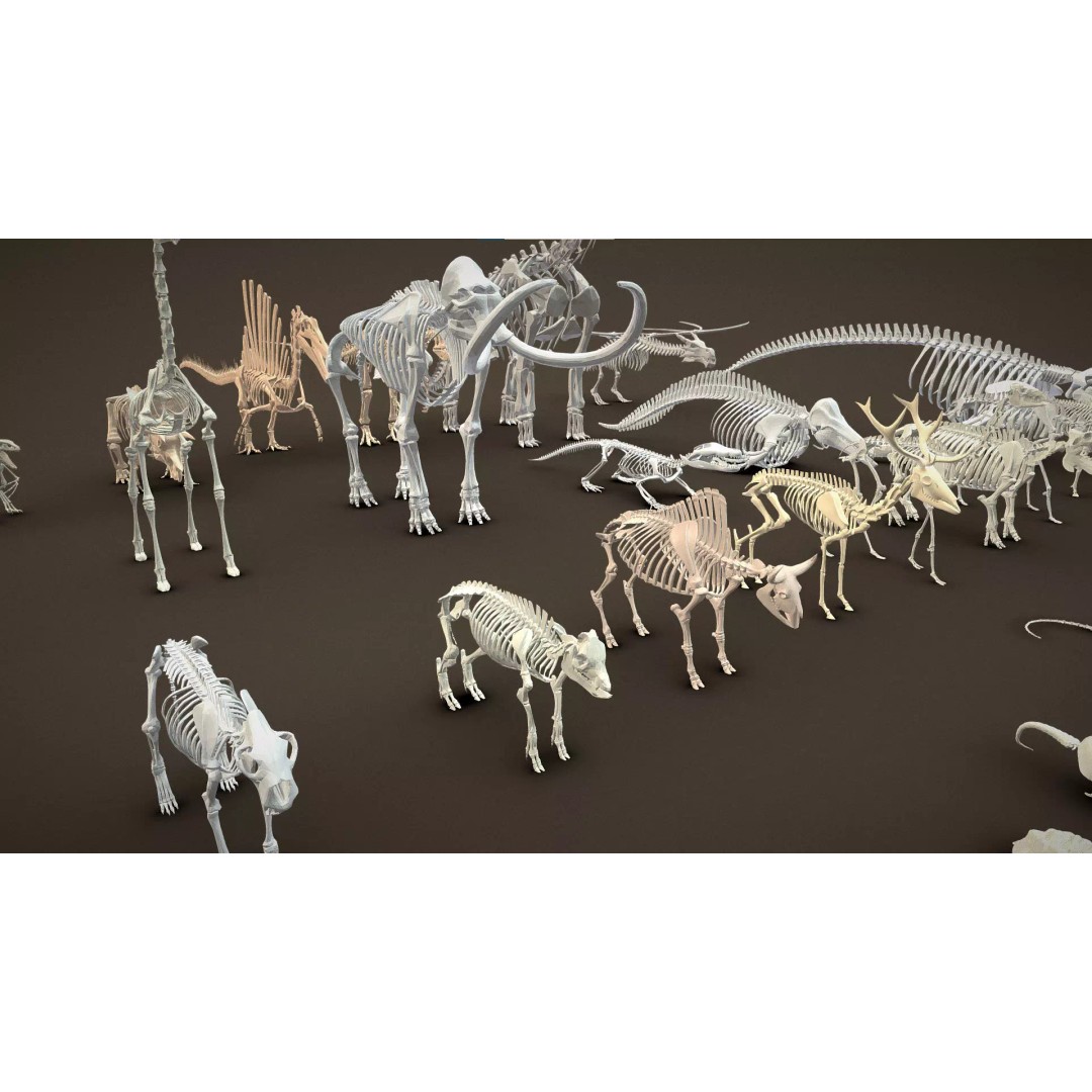 Skeleton Props 3D Model – Low Poly Collection with PBR Textures - View 37