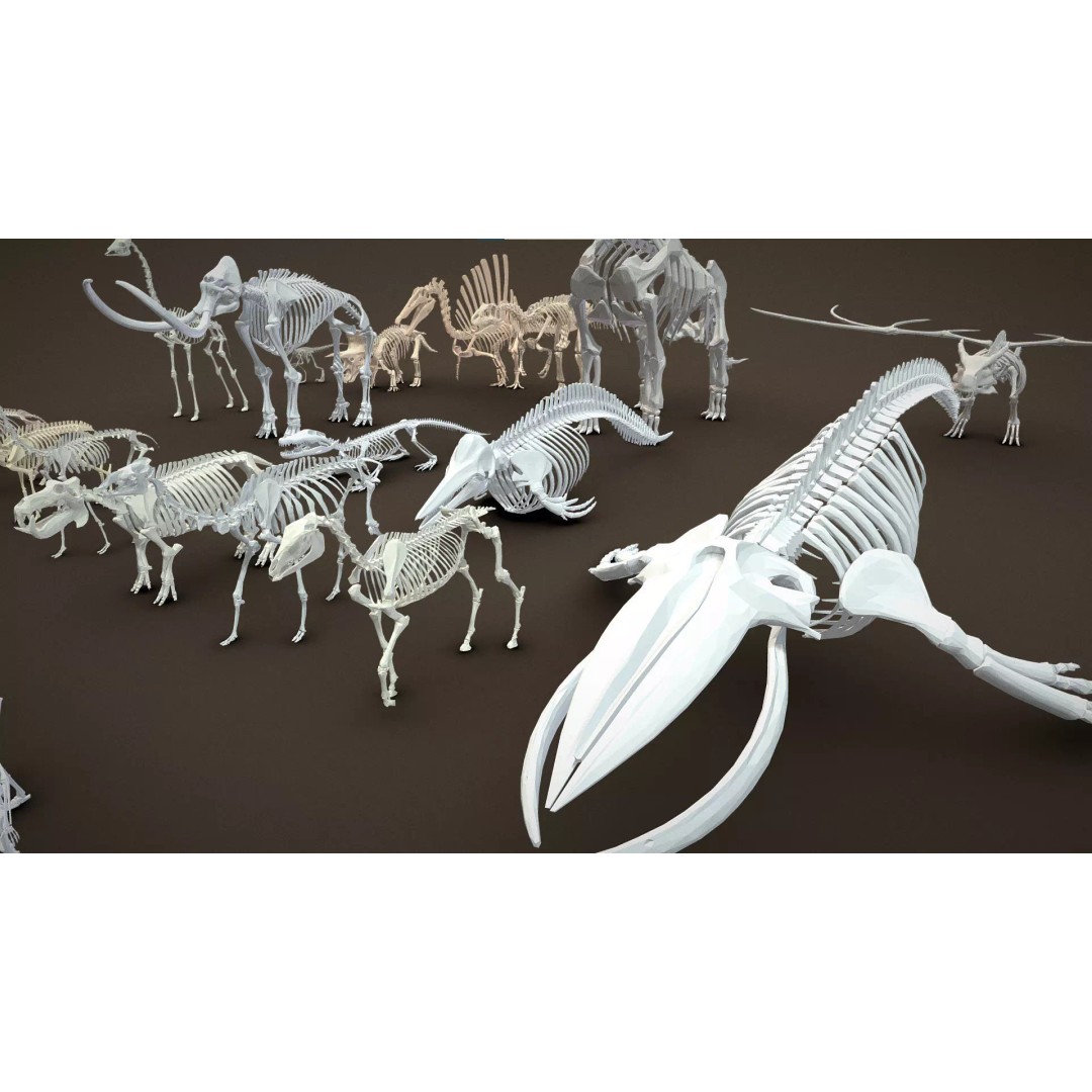 Skeleton Props 3D Model – Low Poly Collection with PBR Textures - View 38