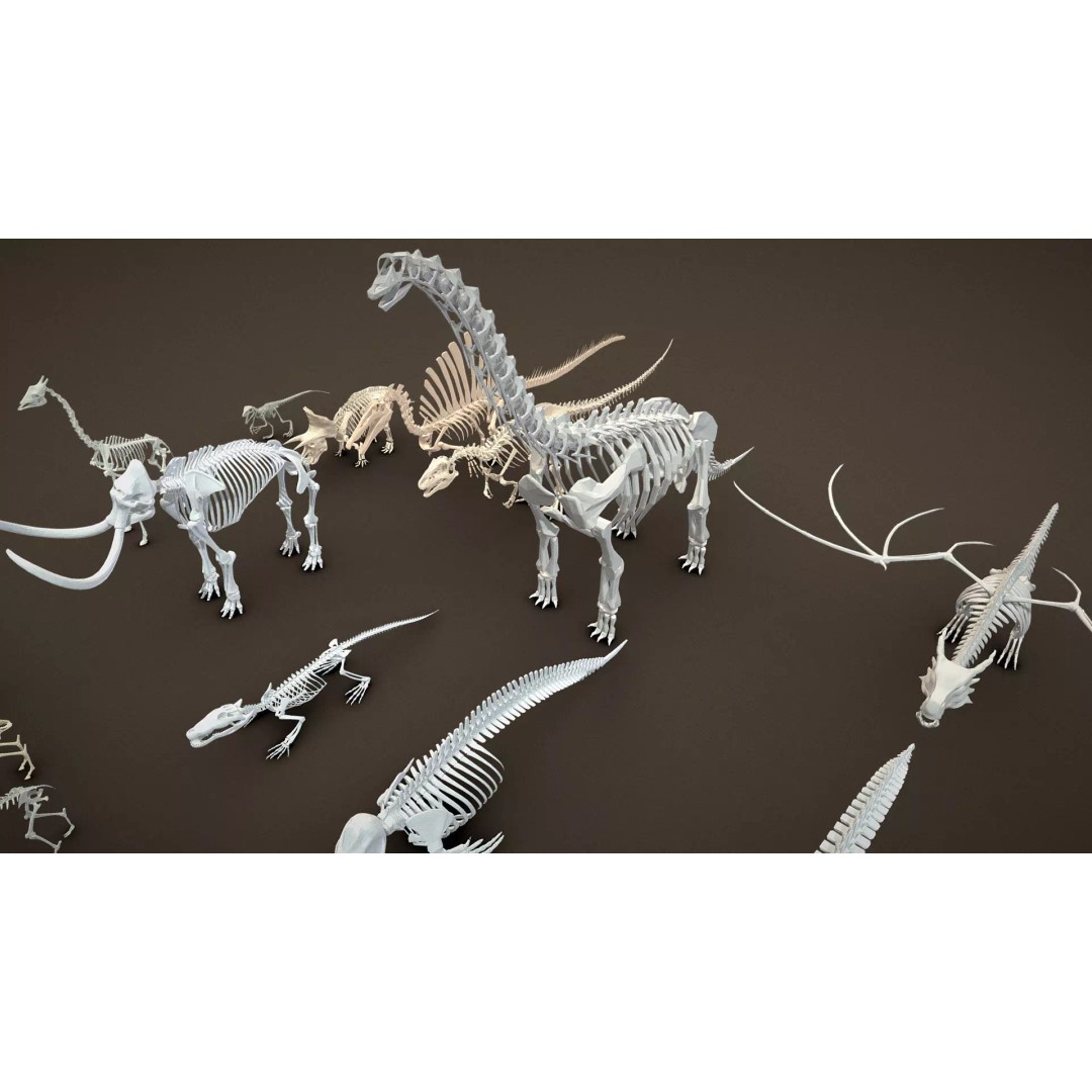 Skeleton Props 3D Model – Low Poly Collection with PBR Textures - View 39