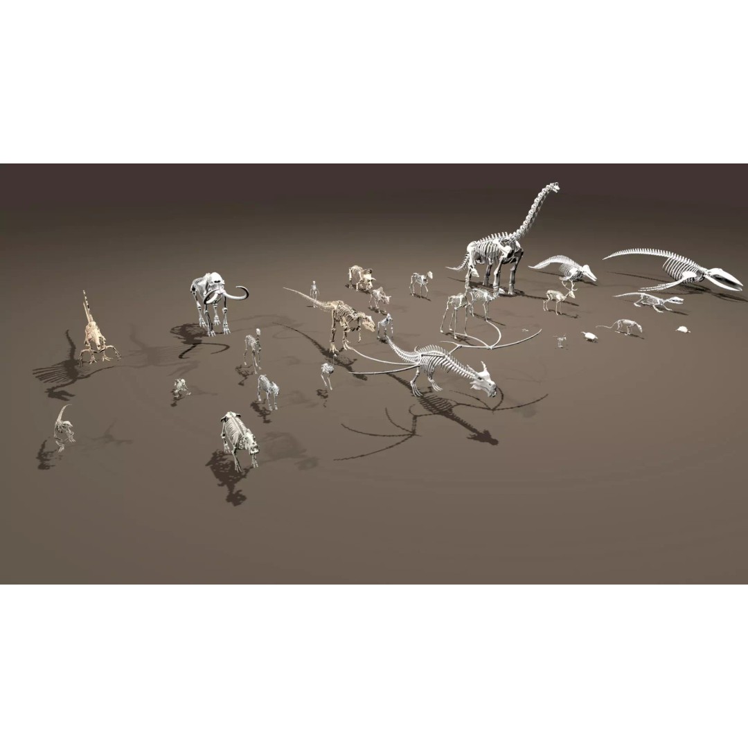 Skeleton Props 3D Model – Low Poly Collection with PBR Textures - View 42