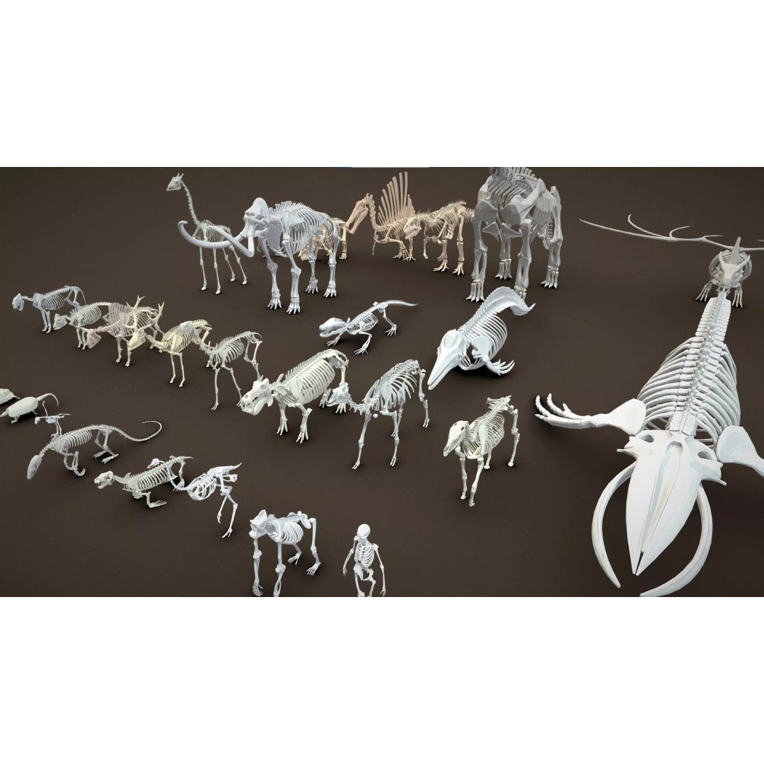 Skeleton Props 3D Model – Low Poly Collection with PBR Textures - View 43