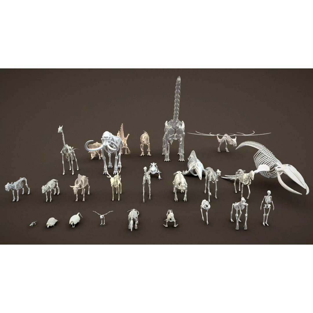 Skeleton Props 3D Model – Low Poly Collection with PBR Textures - View 44