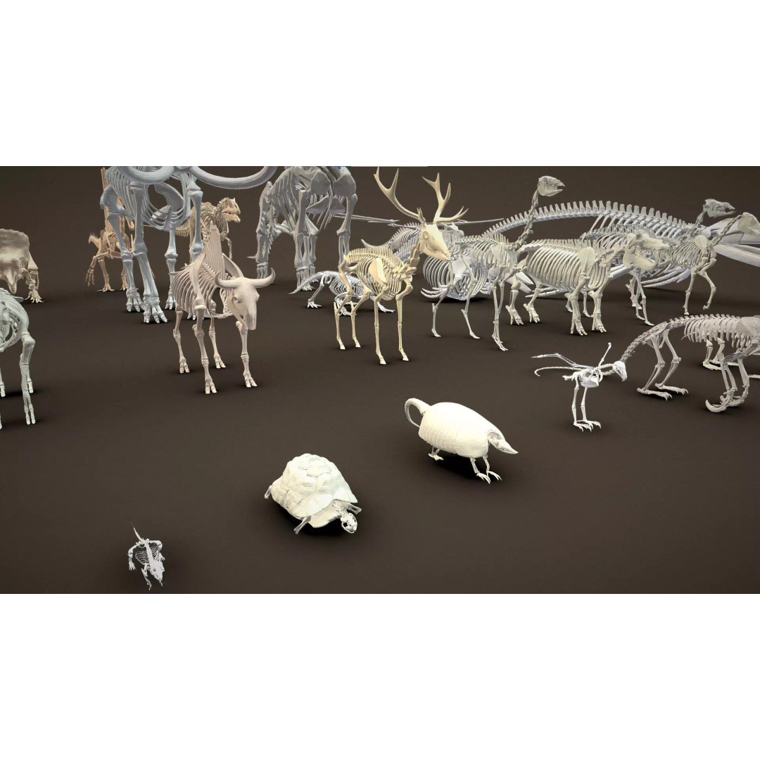 Skeleton Props 3D Model – Low Poly Collection with PBR Textures - View 45