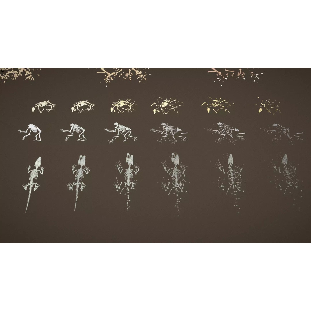 Skeleton Props 3D Model – Low Poly Collection with PBR Textures - View 9
