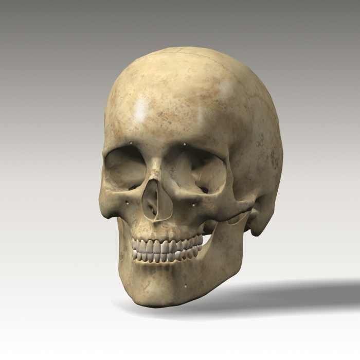 Human Skull 3D Model – Anatomical Character Asset, FBX, OBJ - View 10