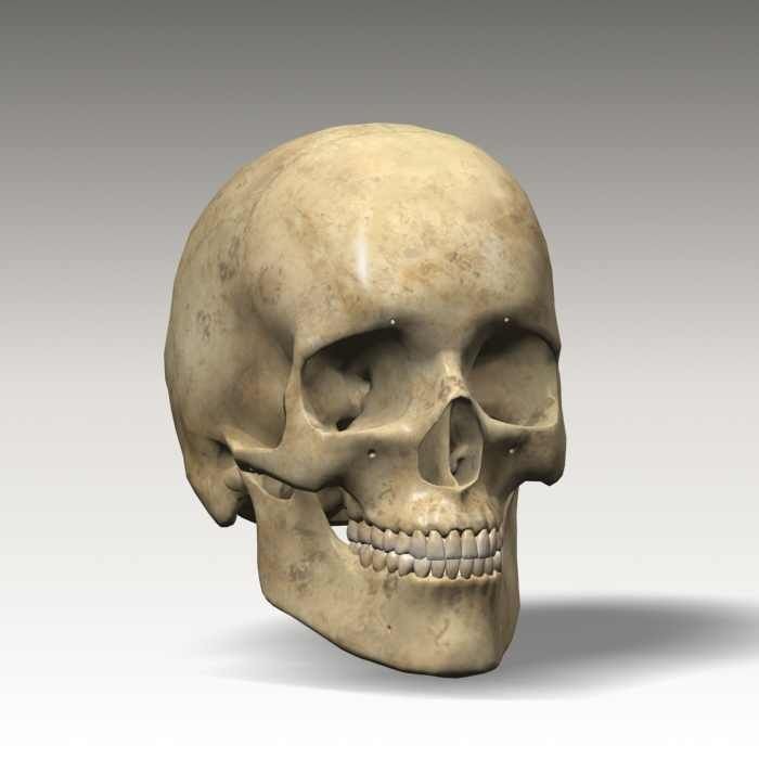 Human Skull 3D Model – Anatomical Character Asset, FBX, OBJ - View 11