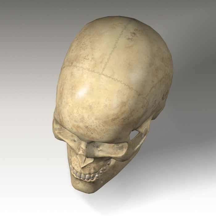 Human Skull 3D Model – Anatomical Character Asset, FBX, OBJ - View 12