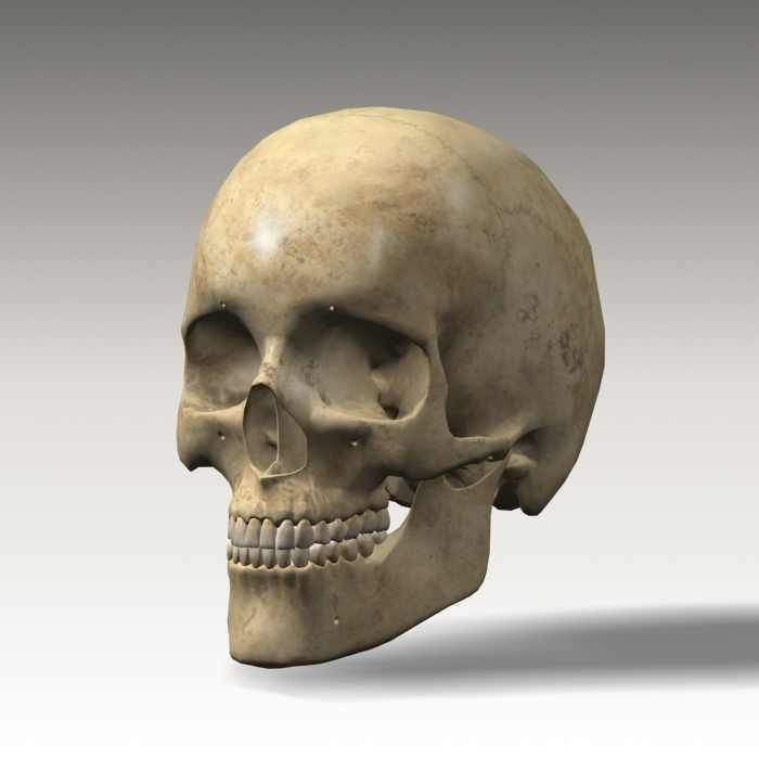 Human Skull 3D Model – Anatomical Character Asset, FBX, OBJ - View 13