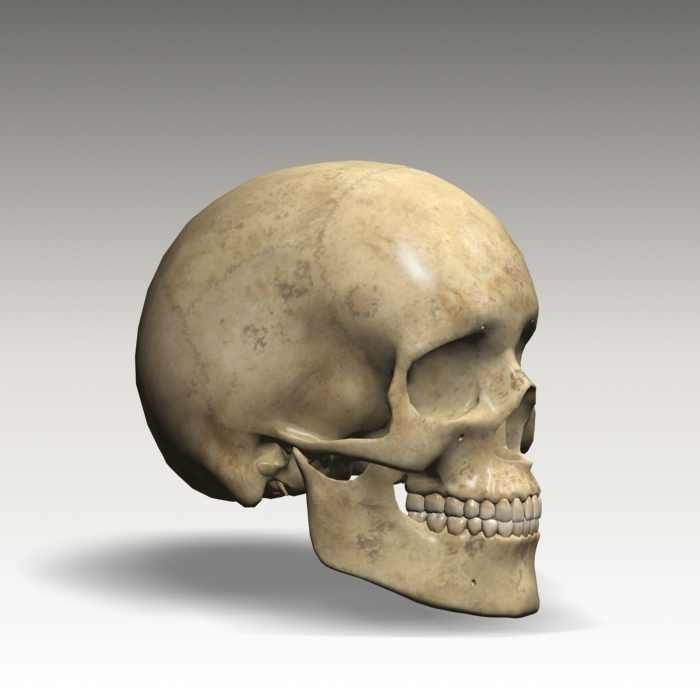 Human Skull 3D Model – Anatomical Character Asset, FBX, OBJ - View 14