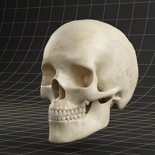 Human Skull 3D Model – Anatomical Character Asset, FBX, OBJ - View 2
