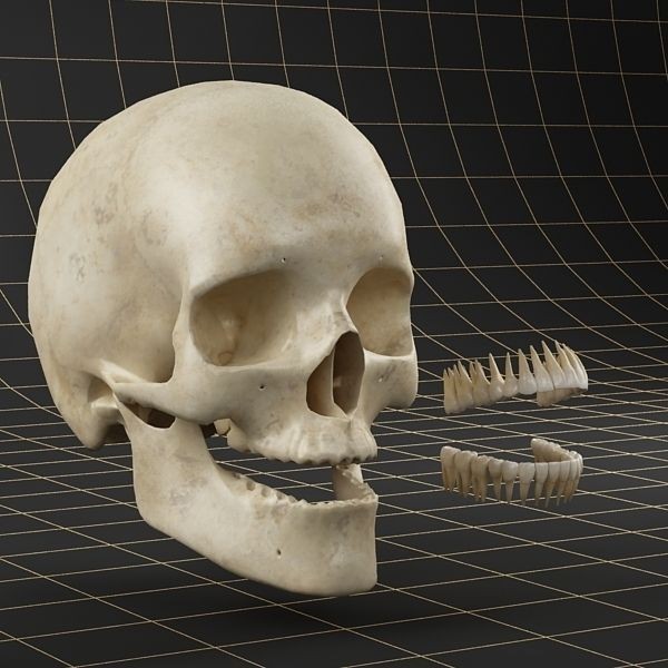 Human Skull 3D Model – Anatomical Character Asset, FBX, OBJ - View 3