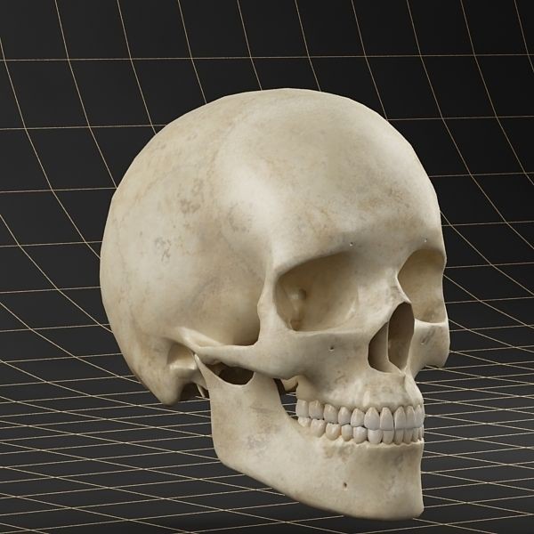 Human Skull 3D Model – Anatomical Character Asset, FBX, OBJ - View 4
