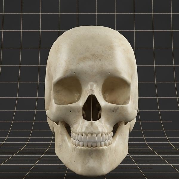 Human Skull 3D Model – Anatomical Character Asset, FBX, OBJ - View 5
