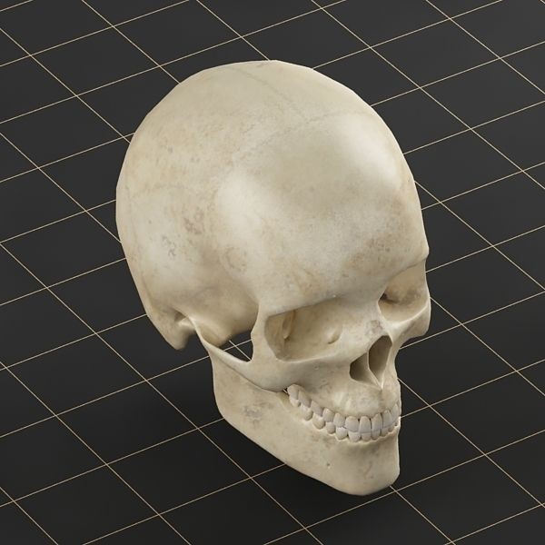 Human Skull 3D Model – Anatomical Character Asset, FBX, OBJ - View 6