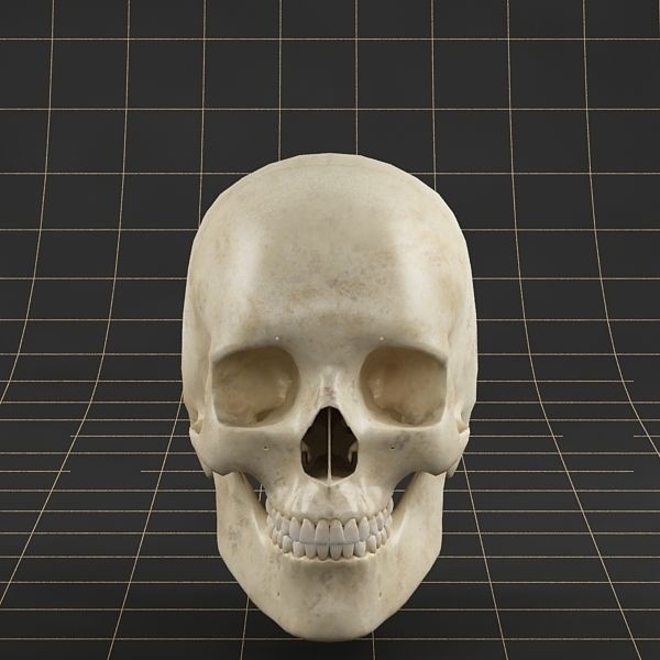 Human Skull 3D Model – Anatomical Character Asset, FBX, OBJ - View 7