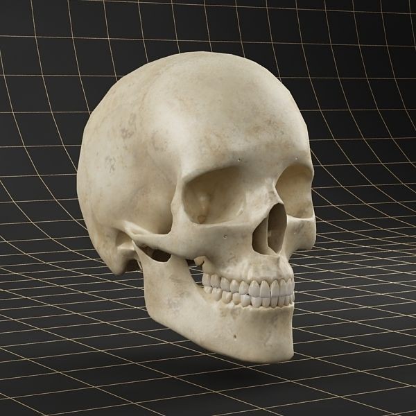 Human Skull 3D Model – Anatomical Character Asset, FBX, OBJ - View 8