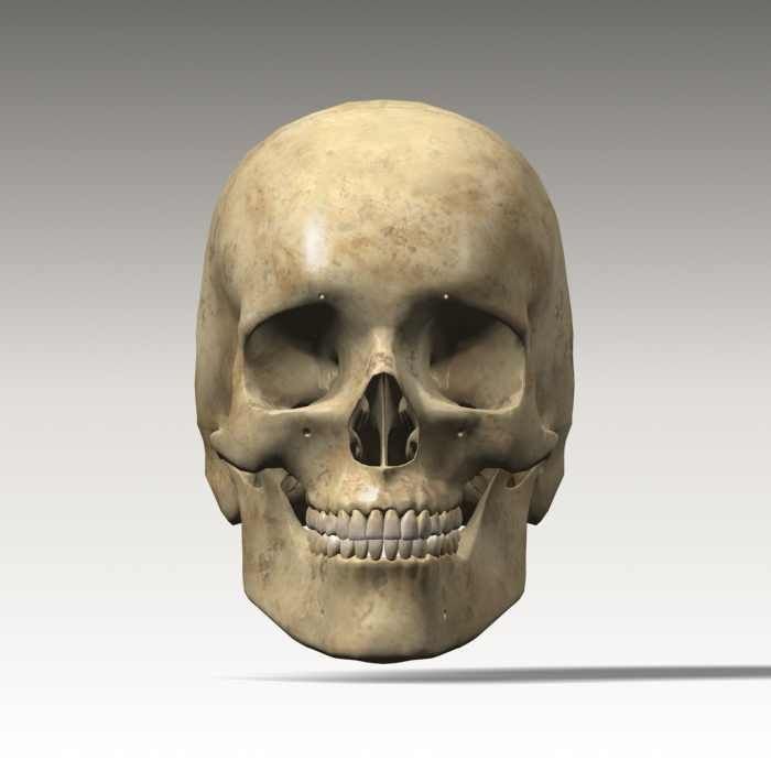 Human Skull 3D Model – Anatomical Character Asset, FBX, OBJ - View 9