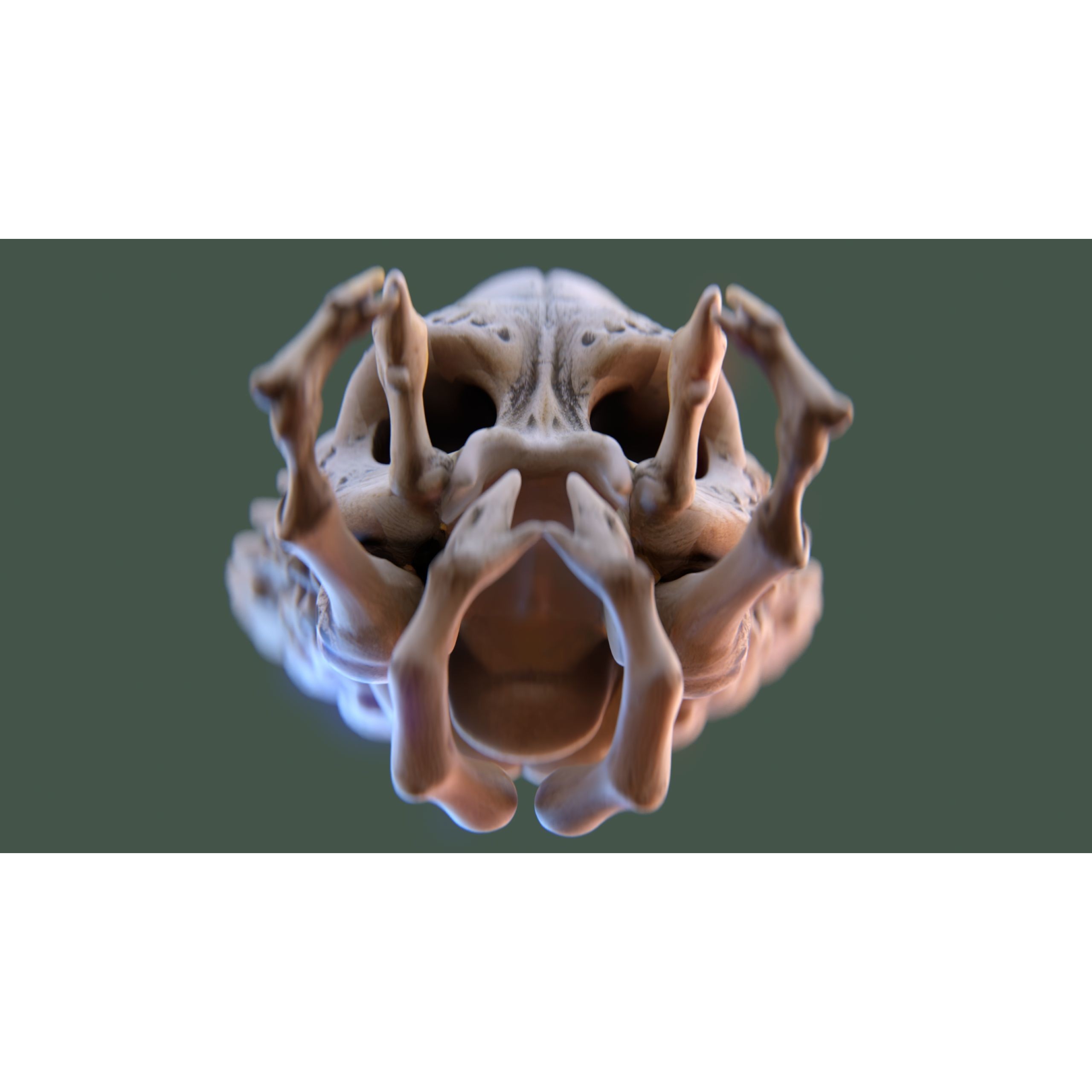 Alien Skull Artifact - Game-Ready 3D Model - View 7