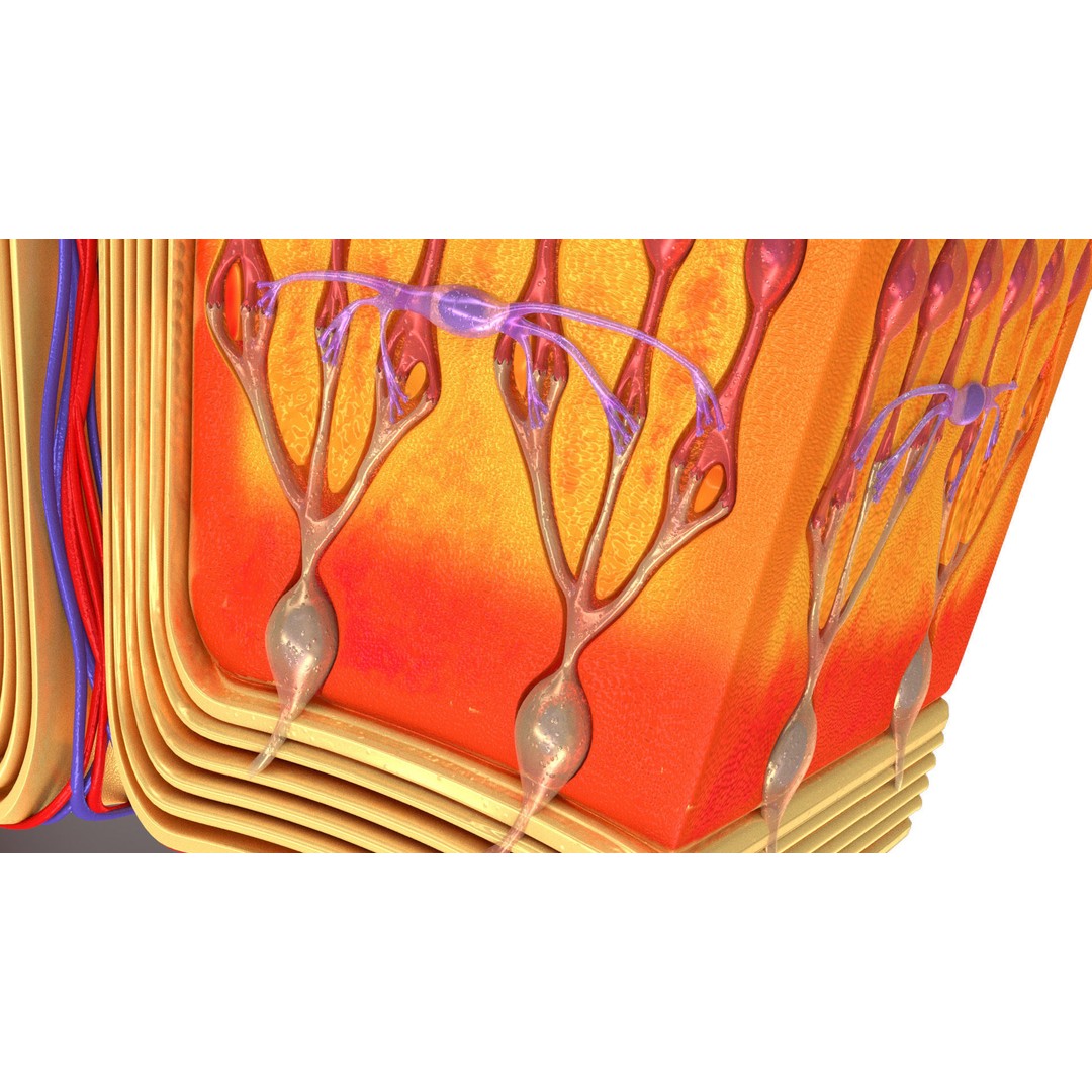 Retina 3D Model – High-Quality Medical Asset with PBR Textures, FBX - View 10