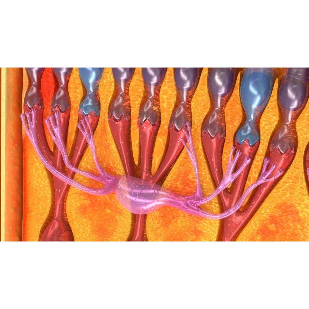 Retina 3D Model – High-Quality Medical Asset with PBR Textures, FBX - View 13