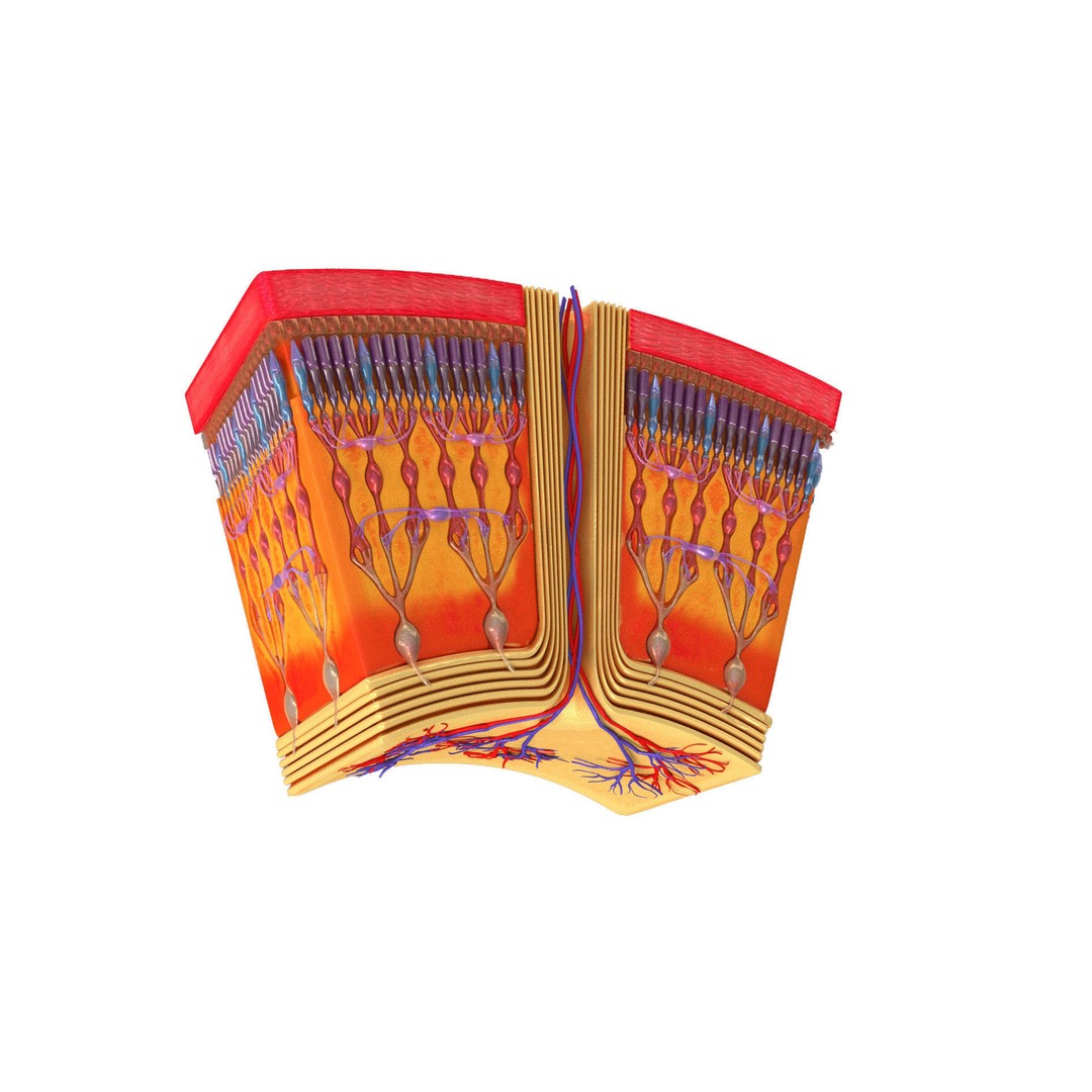 Retina 3D Model – High-Quality Medical Asset with PBR Textures, FBX - View 5