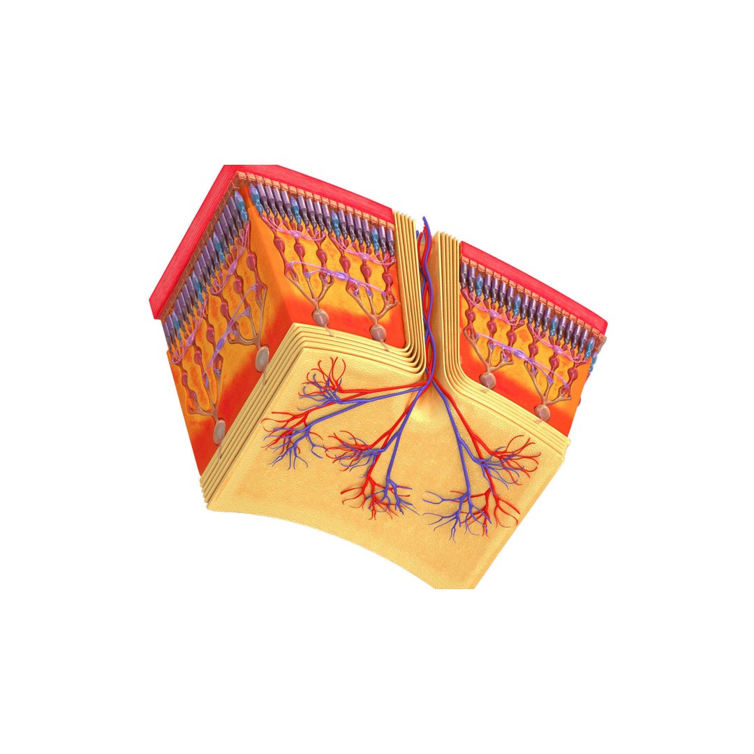 Retina 3D Model – High-Quality Medical Asset with PBR Textures, FBX - View 6