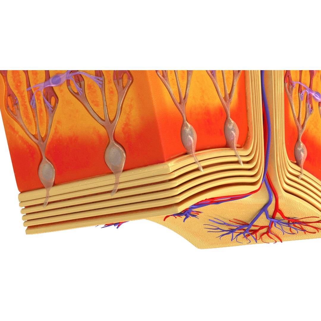 Retina 3D Model – High-Quality Medical Asset with PBR Textures, FBX - View 7