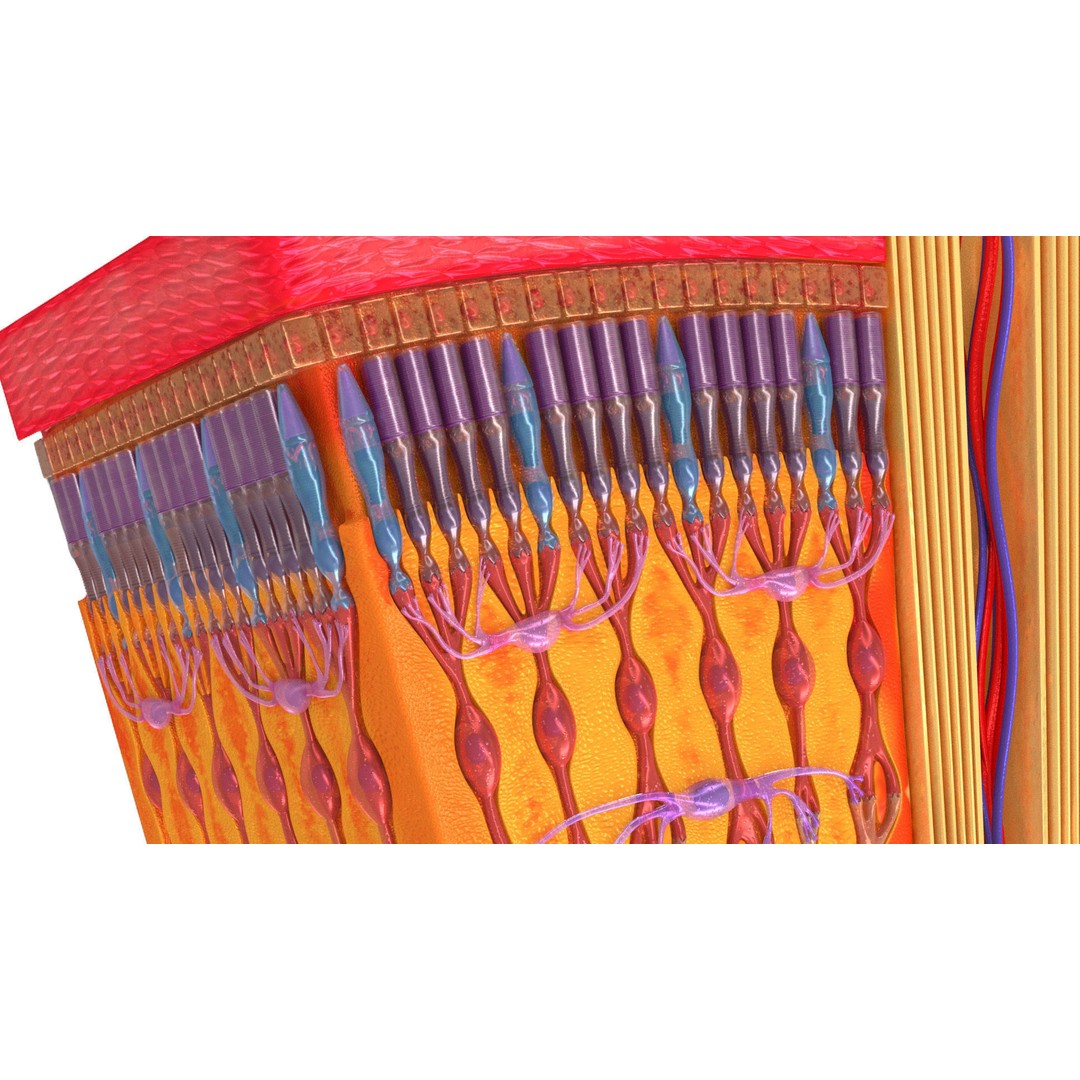Retina 3D Model – High-Quality Medical Asset with PBR Textures, FBX - View 8